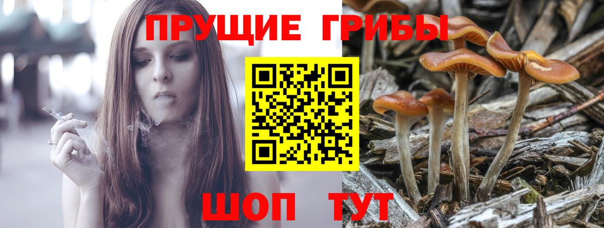 Кострома  наркота  Псилоцибиновые грибы Psilocybe  Вход с VPN  Псилоцибиновые грибы Psilocybe 